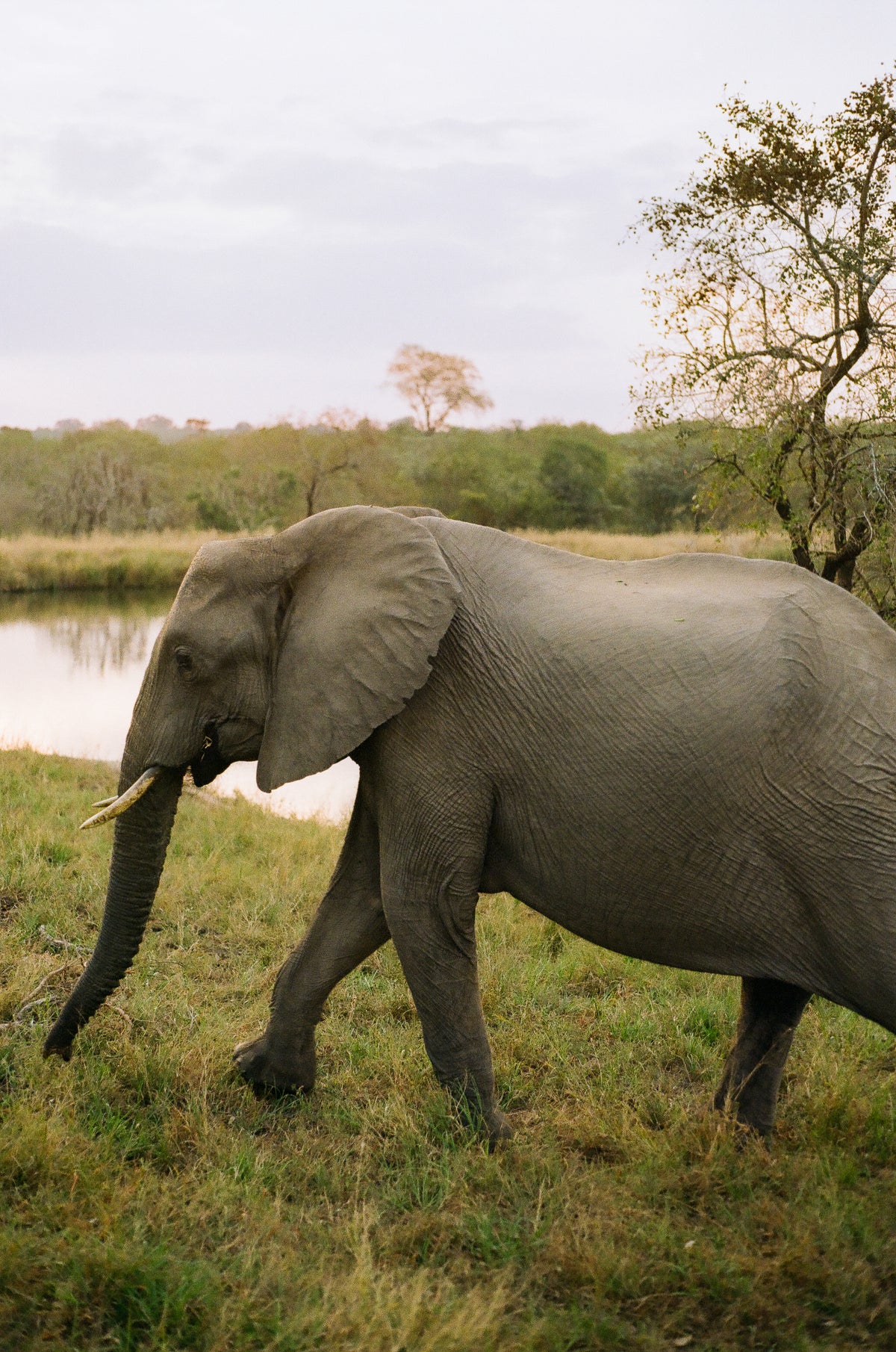 Ellie | Photography Print